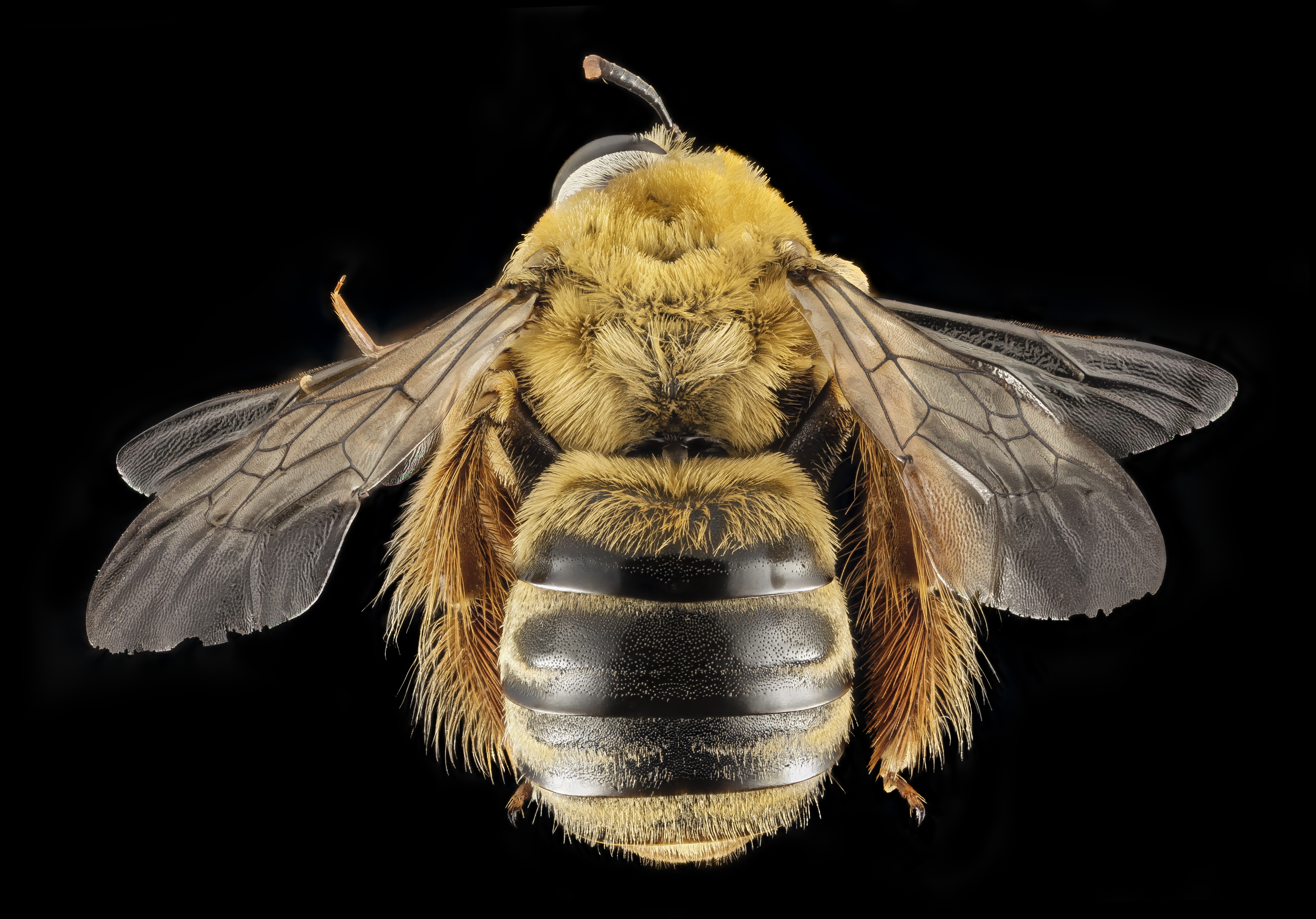 Xenoglossa strenua, F, Back, MD, Upper Marlboro | U.S. Geological